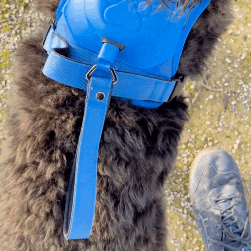 Ohhmydog Pro